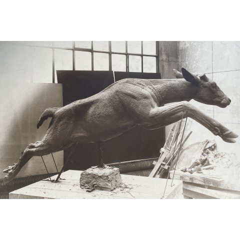 Daim bondissant, 1937.